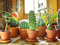 catalogo-cactus-artificiales